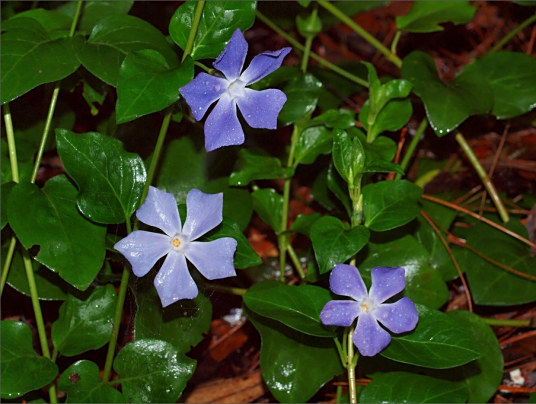 蔓长春花 百度百科