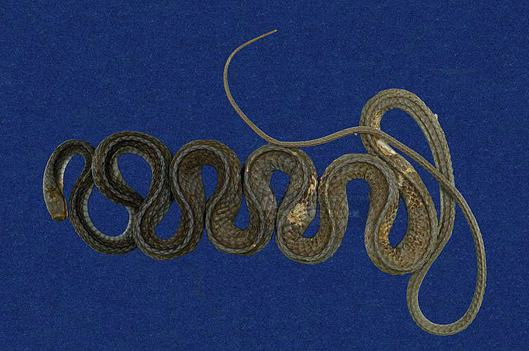 href="#" data-lemmaid="1769262">龟头海蛇属 /a>的爬行动物