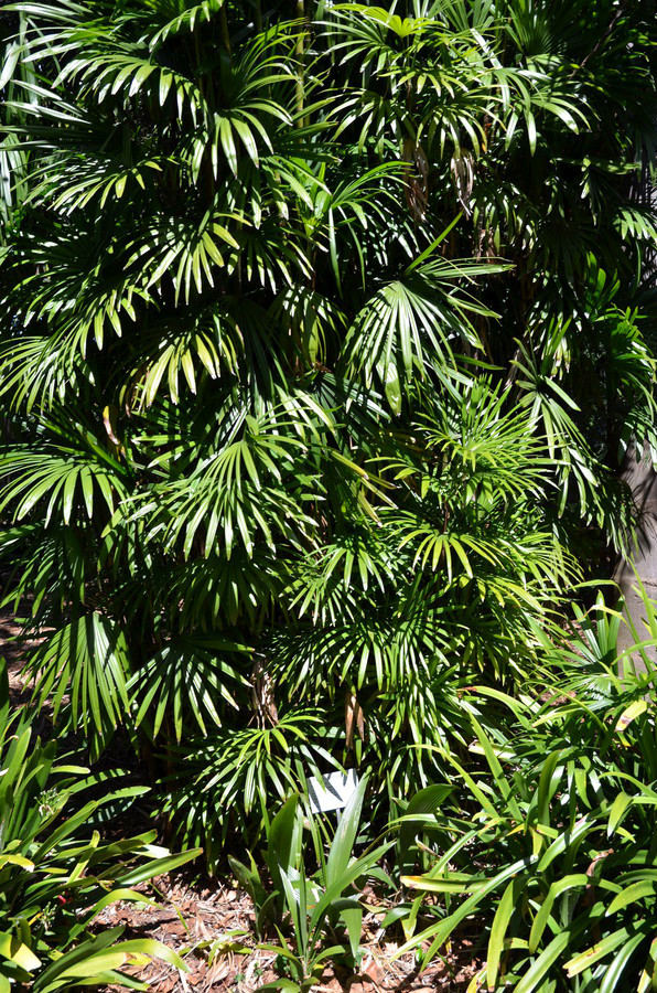  p>矮棕竹(学名: i>rhapis humilis /i>  bl.