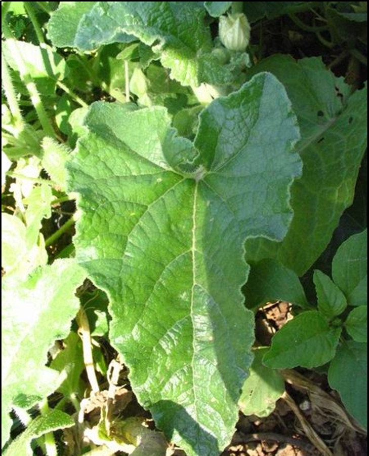 是葫芦科喷瓜属植物,蔓生草本;根伸长,粗壮.