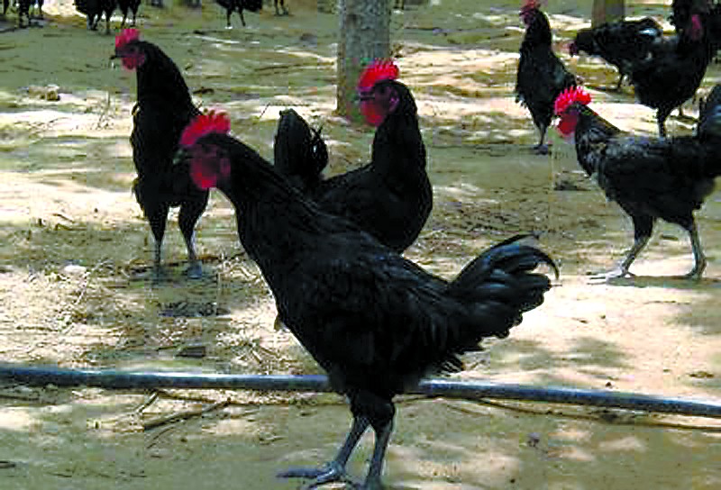 澳洲黑鸡