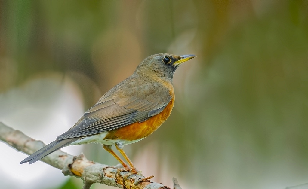  p>赤胸鸫(学名: i>turdus chrysolaus /i>)是鸫科,鸫属中型鸟类,体长