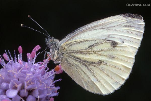  p>菜粉蝶,别名菜白蝶,幼虫又称菜青虫,是我国分布最普遍,危害最严重