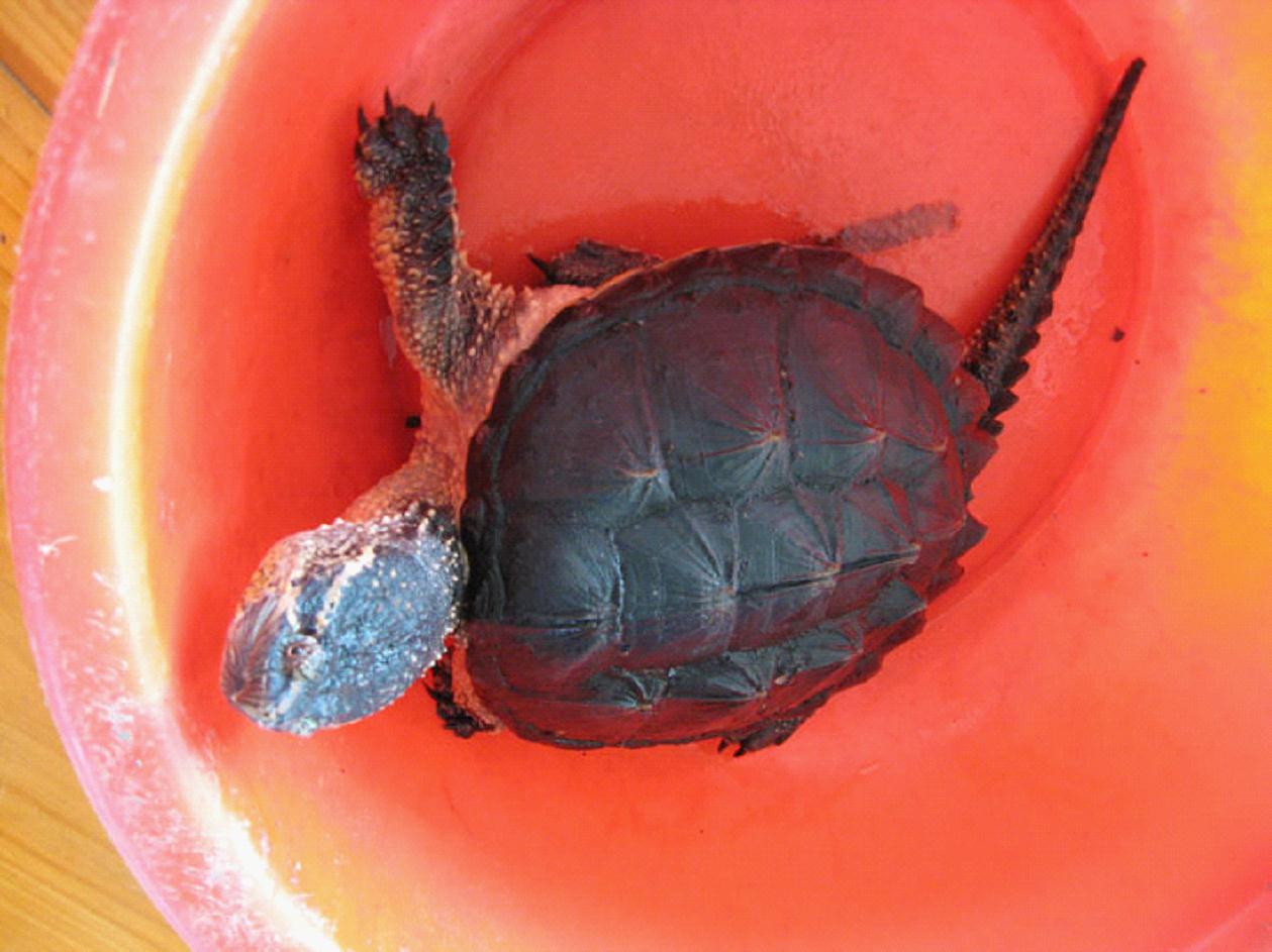  p>拟鳄龟(学名: i>chelydra serpentina /i>)是鳄龟科,拟鳄龟属动物.