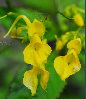  p>狭花凤仙花(学名: i>impatiens angustiflora /i> hook.