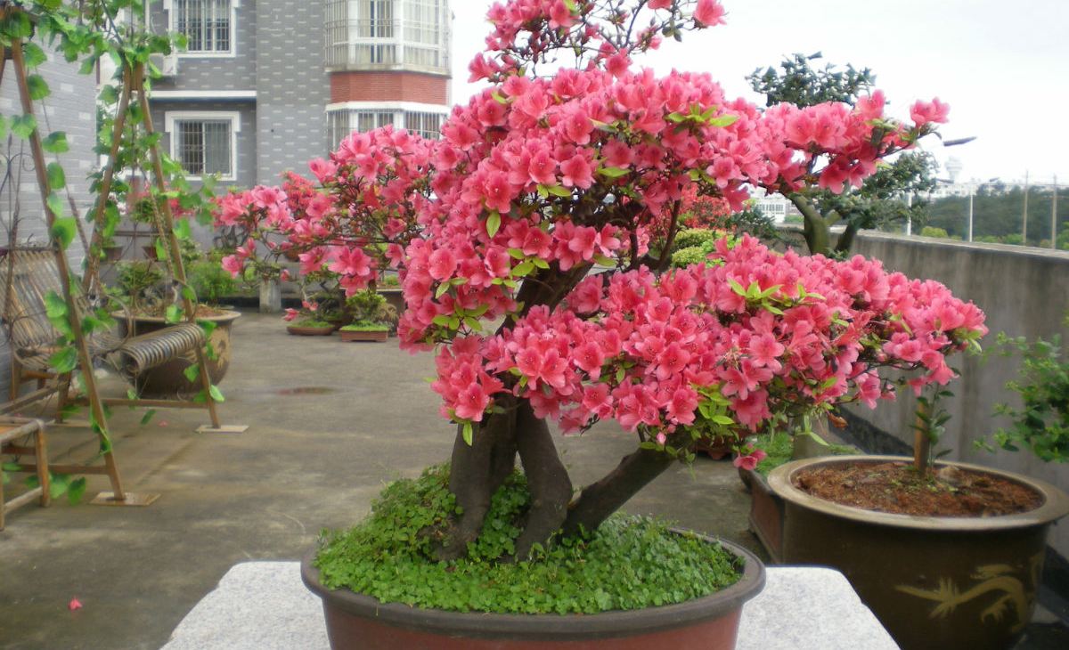  p>粉红树形杜鹃,粉红树形杜鹃有刺灌木或小乔木,满山红为杜鹃花科