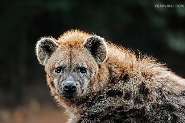  p>斑鬣狗(学名: i>crocuta crocuta /i>):又名斑点鬣狗,体长约95-160