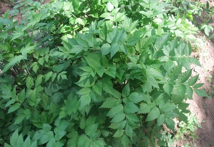  p>短果茴芹(学名: i>pimpinella brachycarpa /i> (kom.