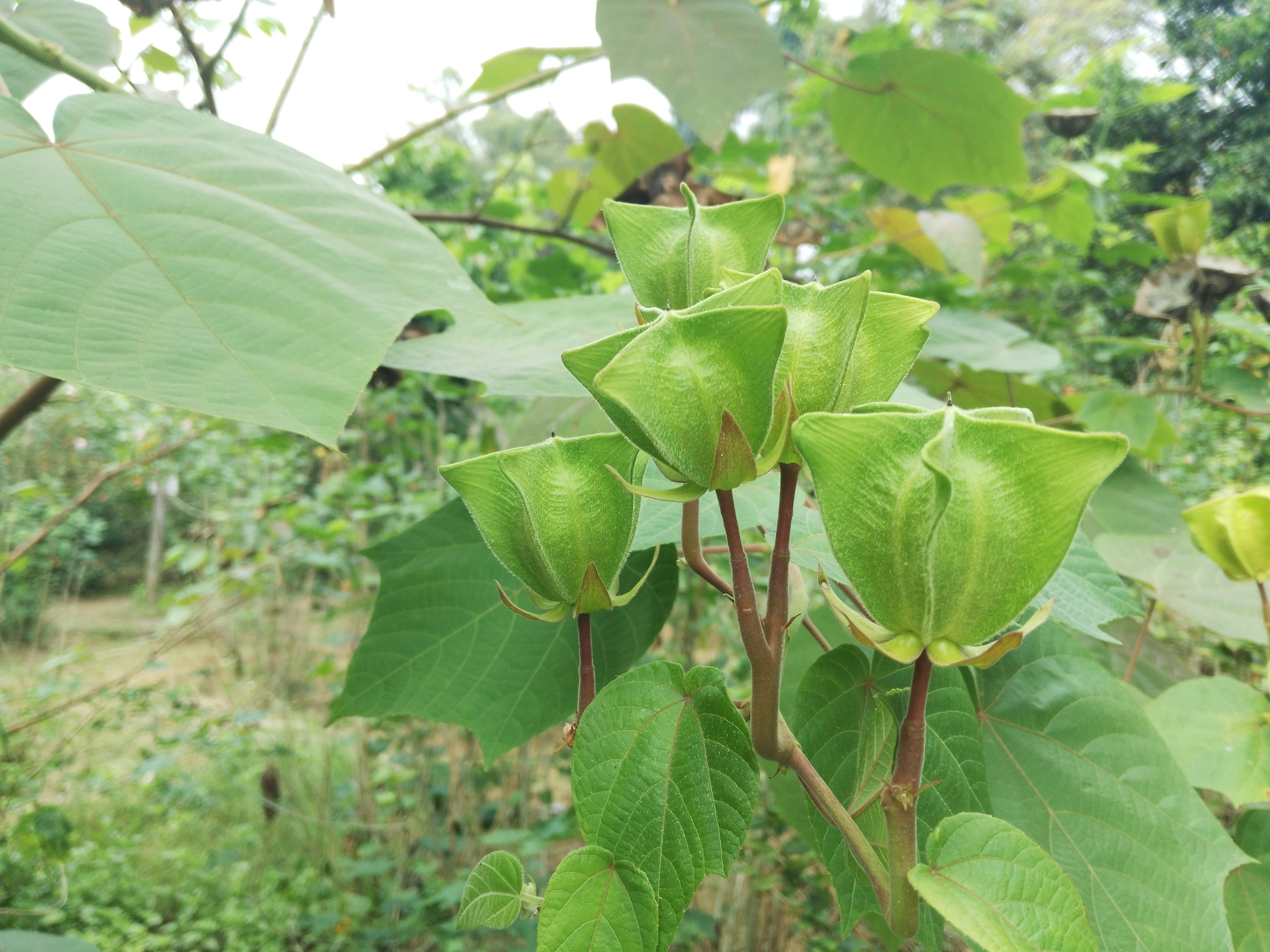 新疆天山天池野生植物有哪些