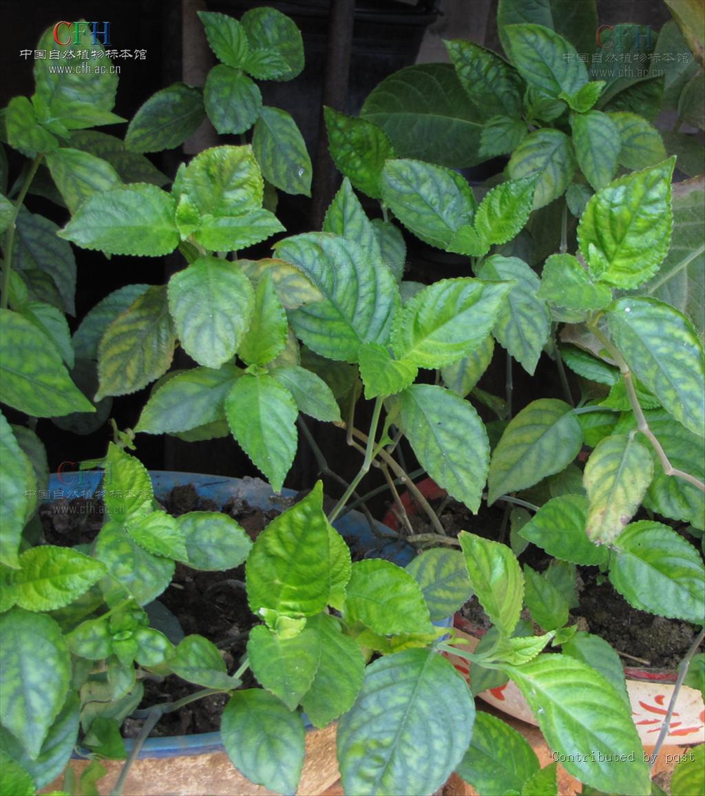  p>糯米香属,物种为多年生草本或灌木,已知约10种.