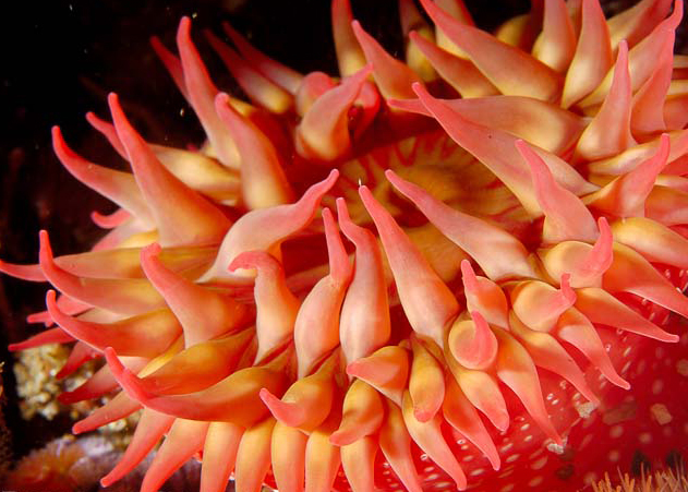  p>北美草莓海葵(学名: i>urticina lofotensis /i>):直径可达10厘米