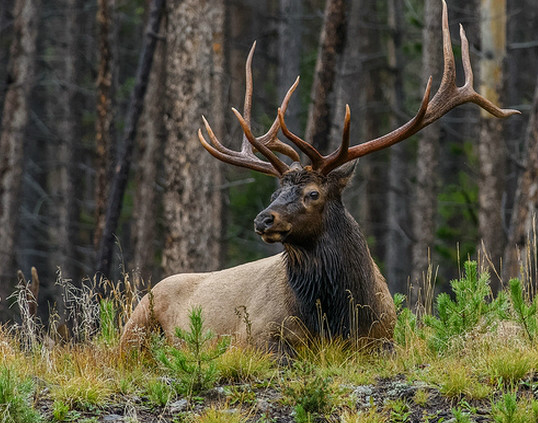  p>落基山马鹿(学名: i>cervus canadensis nelsoni /i>):是加拿大
