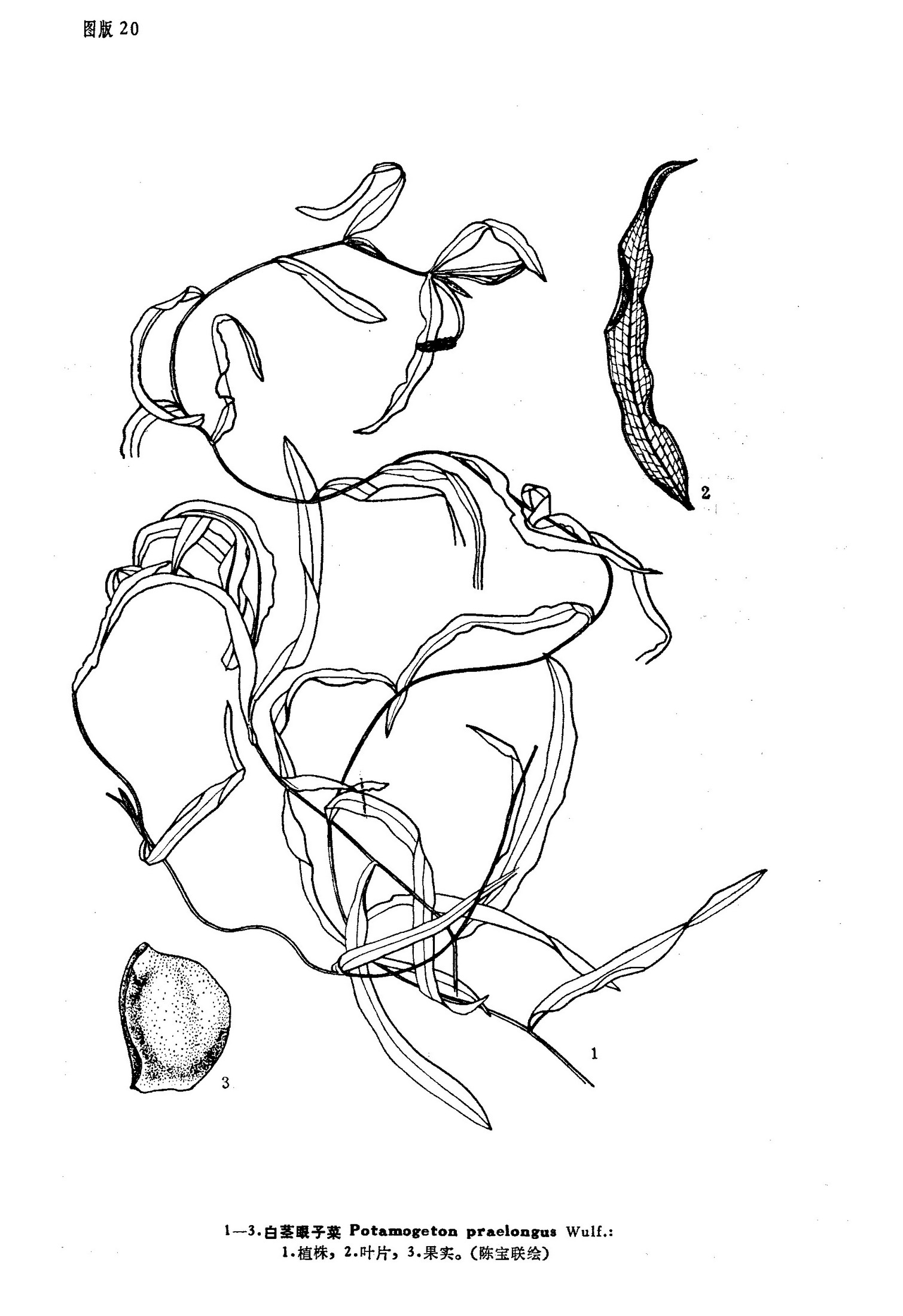  p>白茎眼子菜( a href="#" data-lemmaid="8074290">学名 /a>