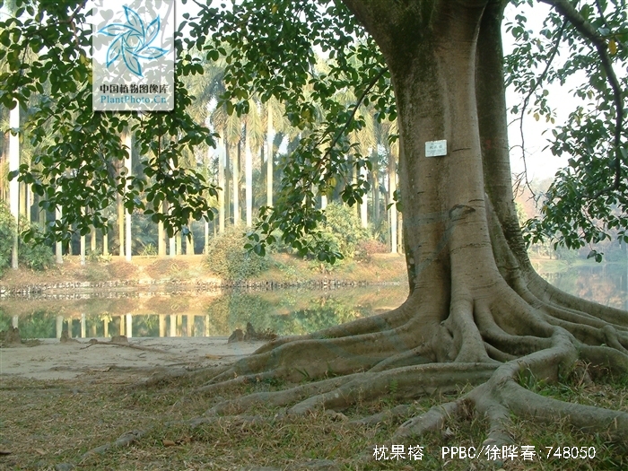  p>枕果榕(学名: i>ficus drupacea /i> thunb.