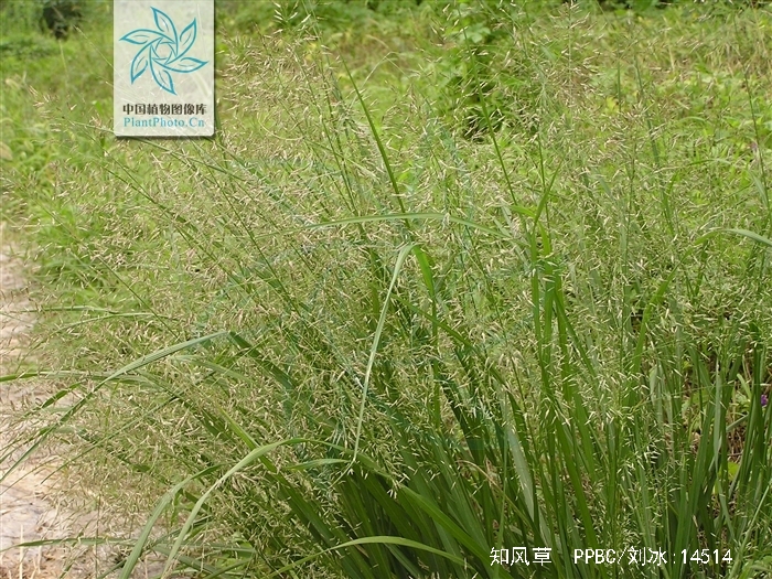 为禾本科画眉草属植物知风草eragrostis ferruginea (thunb.) beauv.