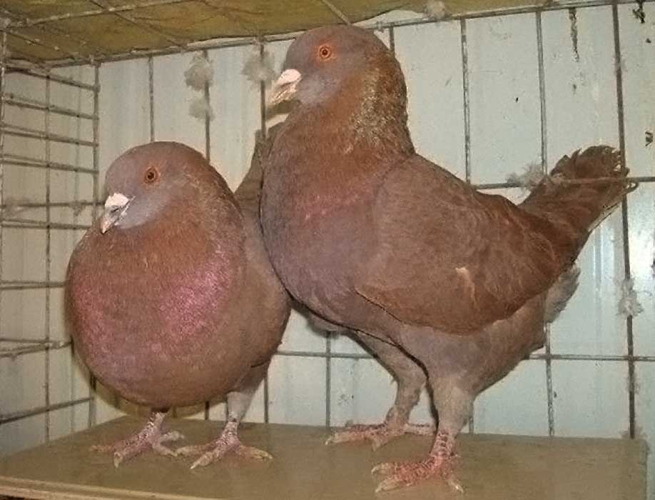 ","落地王"和" a target="_blank" href="/item/美国王鸽/9535974"