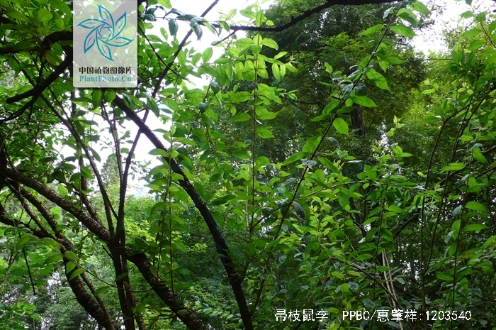  p>帚枝鼠李(rhamnus virgata roxb.