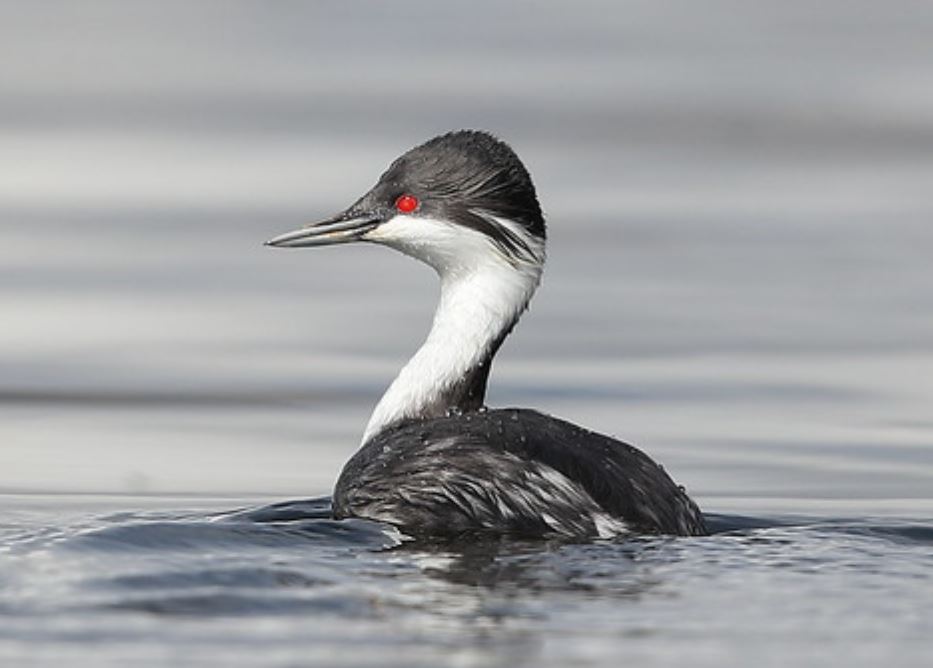  p>秘鲁鸊鷉(学名: i>podiceps taczanowskii /i>):是鸟纲,鸊鷉科的一