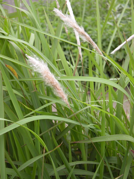 item/禾本科/2458872" data-lemmaid="2458872">禾本科 /a>多年生植物