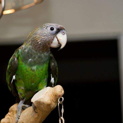  p>瑞氏灰头鹦鹉(学名:poicephalus fuscicollis fuscicollis)是典型