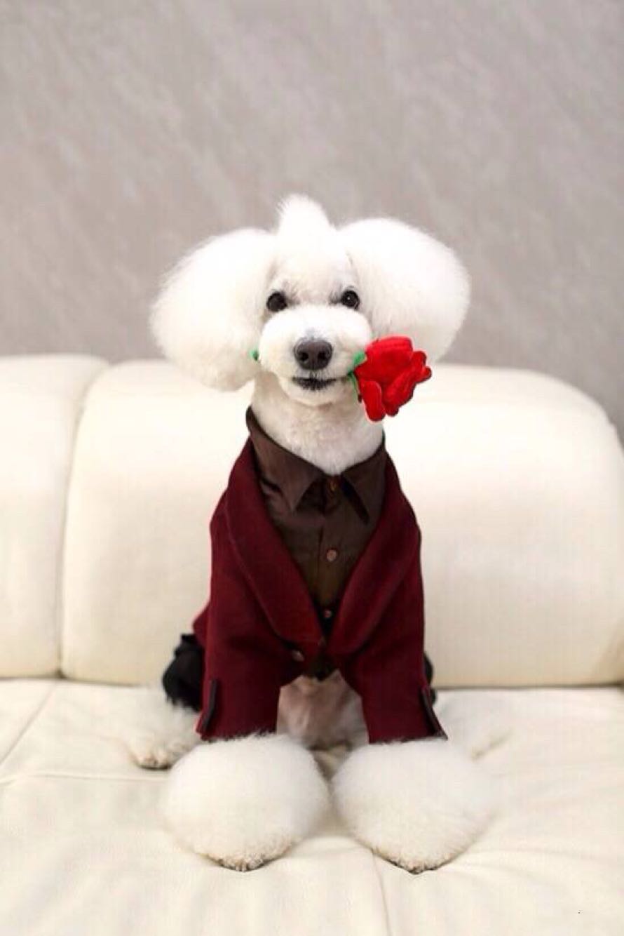  p>贵宾犬(poodle),也称"贵妇犬",又称"卷毛狗",在德语中,pudel是"