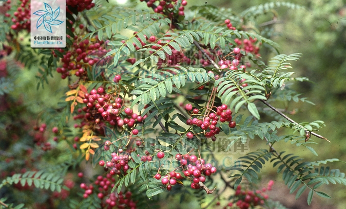  p>川滇花楸(学名:sorbus vilmorinii c. k. schneid.