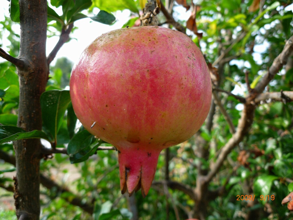  p data-id="go0hskx8pn">金罂是 a target="