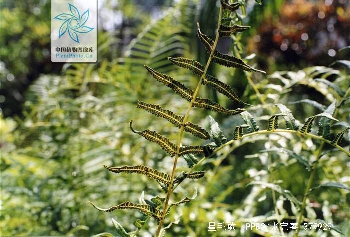  p>星毛蕨,中药名.