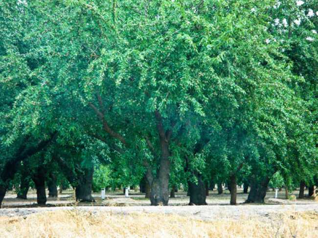  p>杏仁为 a target="_blank" href="/item/蔷薇科/1121901" data