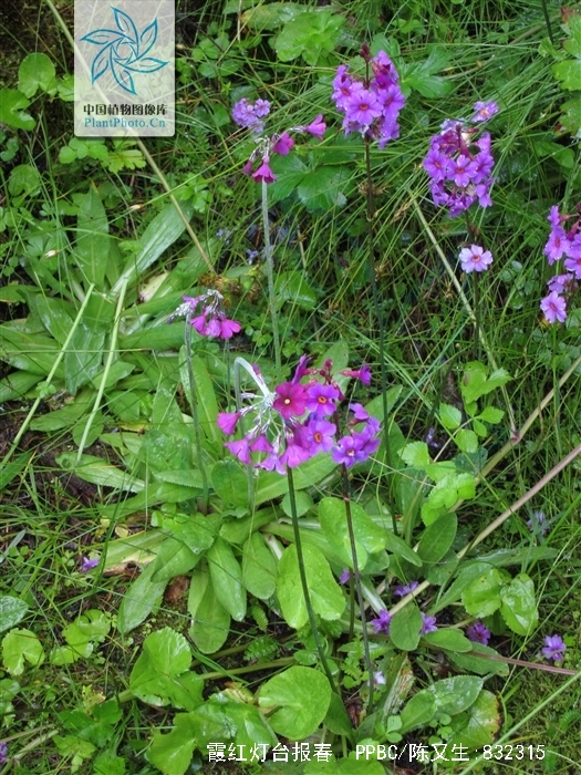 报春花科,报春花属多年生 a href="#">草本 /a>,具多数粗长的支根.