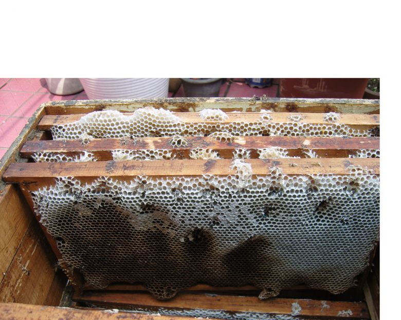 蜜蜂巢脾