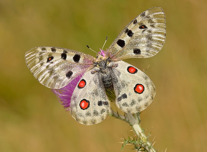parnassius apollo
