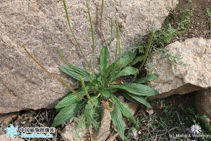  p>北车前,为 a href="#" data-lemmaid="2297624">车前科 /a>, a