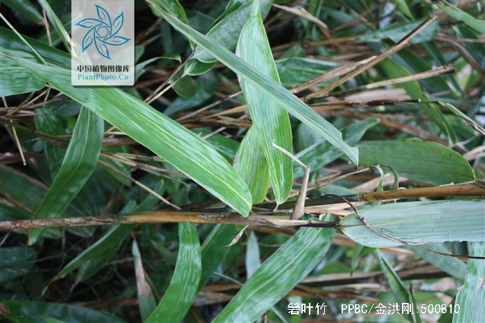 indocalamus tessellatus (munro) keng f.