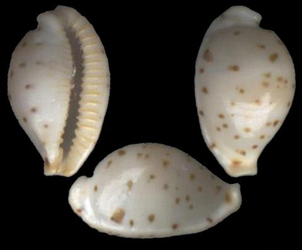  p>芝麻宝螺(学名:notadusta punctata punctata)是腹足纲宝螺科的 a