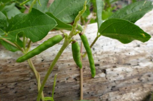  p>滨豇豆(学名: i>vigna marina  /i>(burm.) merr.