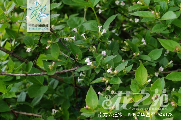 为忍冬科六道木属植物南方六道木 i>abelia dielsii /i> (graebn.