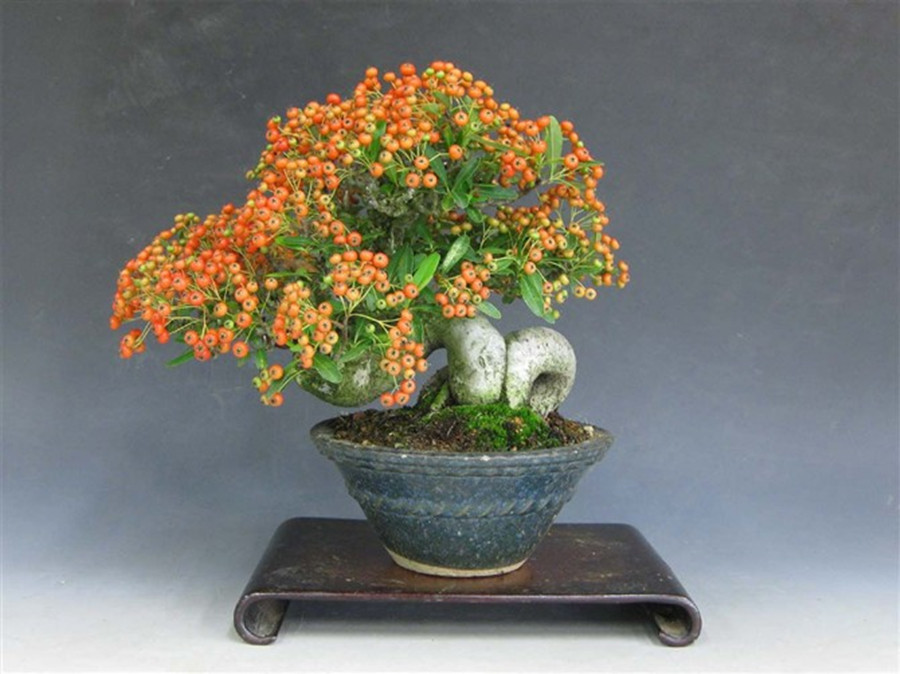 火棘盆景
