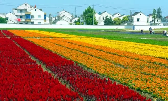美栖花田