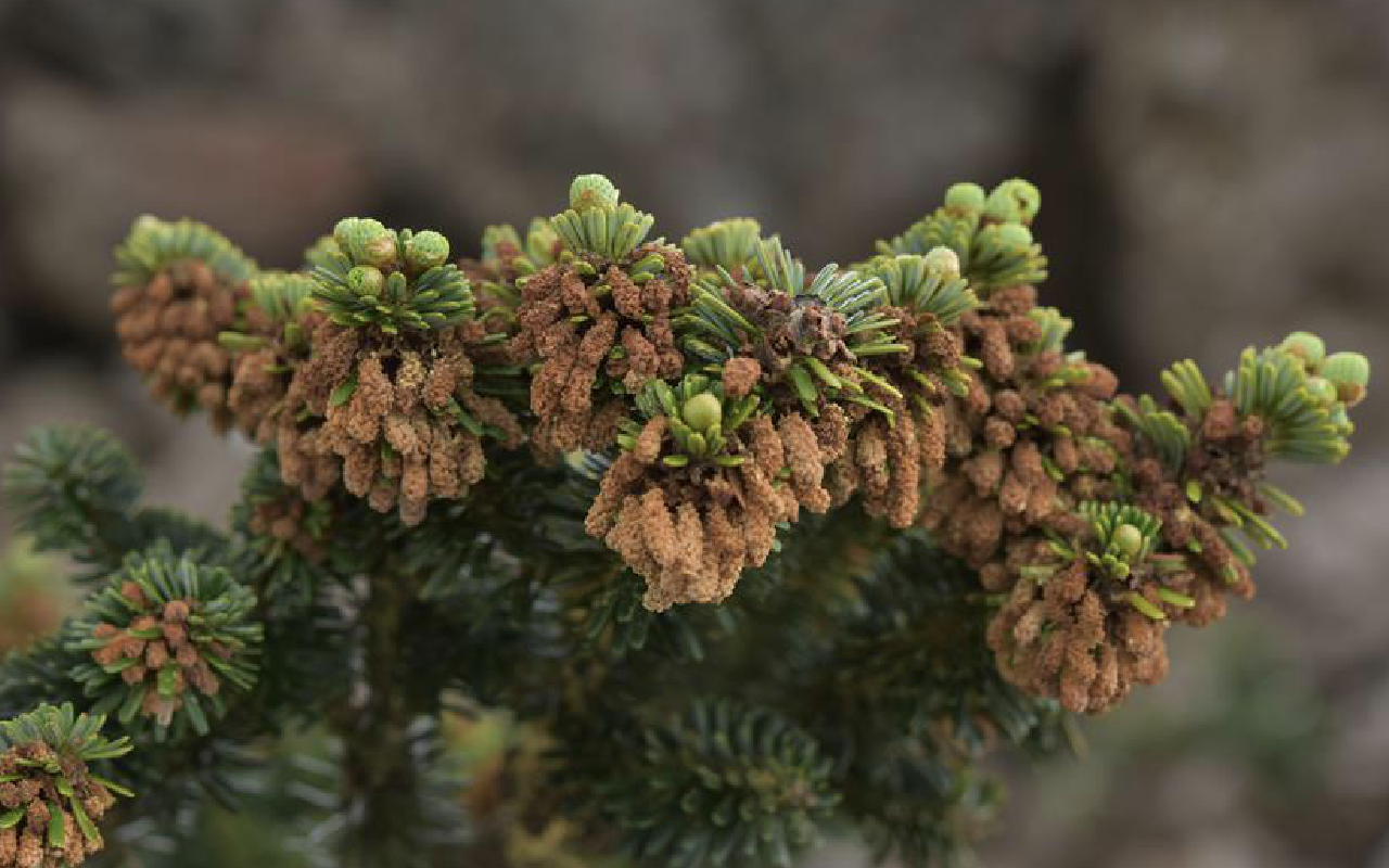  p>巴山冷杉(学名: i>abies fargesii /i> franch.