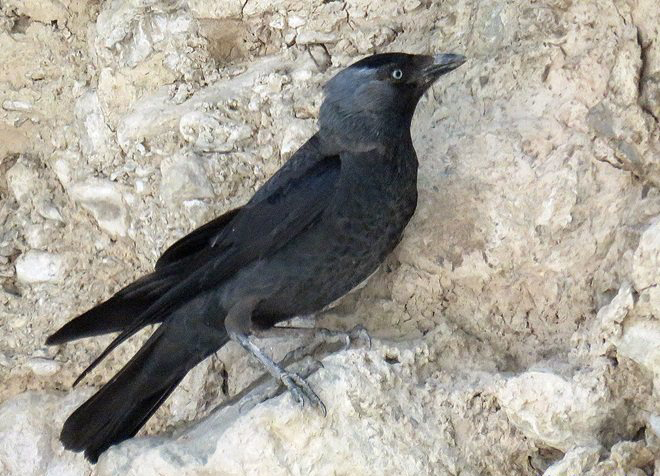  p>寒鸦(学名: i>corvus monedula /i>):体长37厘米.