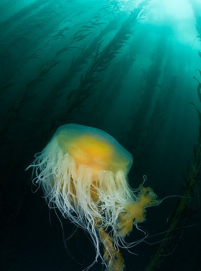  p>煎蛋水母(学名:phacellophora camtschatica)是钵水母纲的海洋生物