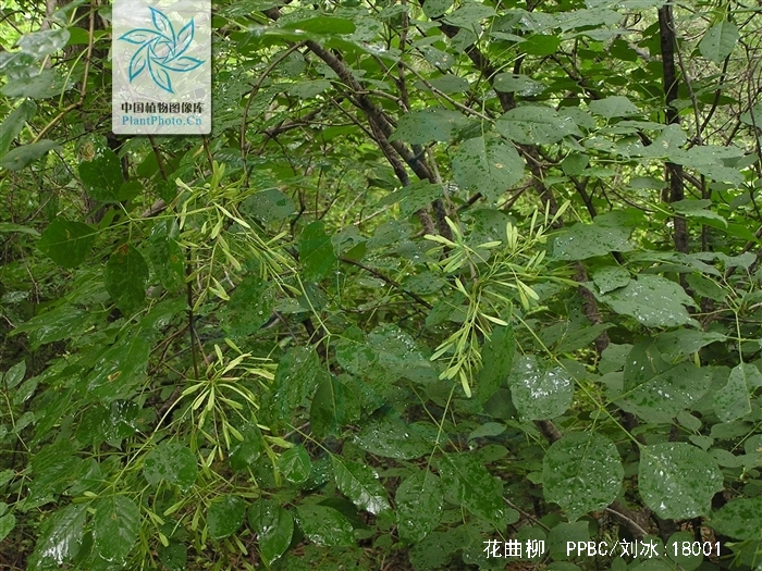  p>花曲柳(学名: i>fraxinus rhynchophylla /i> hance)是木犀科梣属