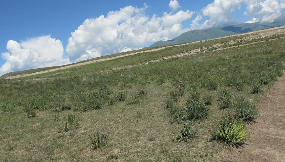  p>天山假狼毒(学名: i>stelleropsis tianschanica /i> pobed.