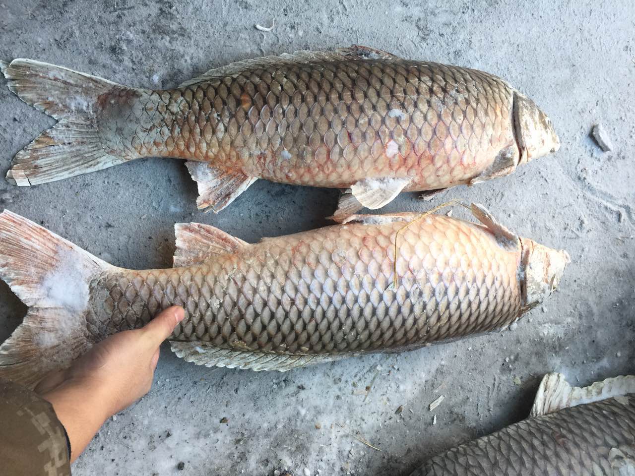  p>多鳞白鱼( i>anabarilius polylepis /i>)是鲤科白鱼属的一种动物