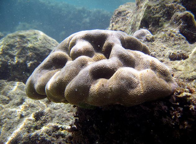  p>棕叶滨珊瑚, i>porites evermanni /i>(vaughan,1907),孔珊瑚科 a>