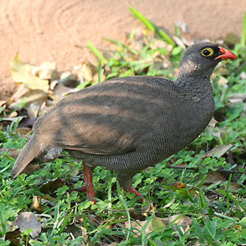  p>红嘴彩鹧鸪(学名: i>pternistis adspersus /i>)体长33-38厘米