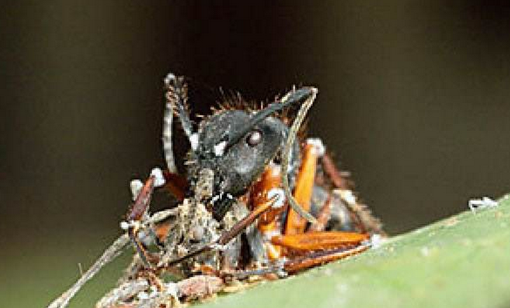  p>僵尸真菌属于真菌类,最初被认为是单一物种,名为"ophiocordyceps