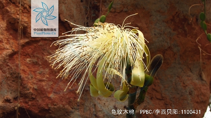 龟纹木棉