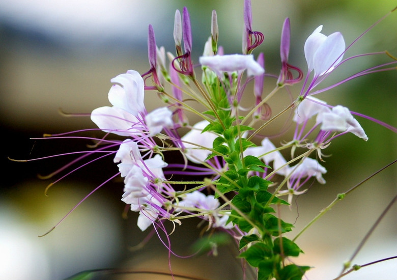  p>醉蝶花(学名: i>cleome spinosa /i>  jacq.